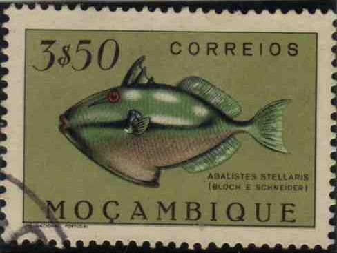 Starry Triggerfish (Abalistes stellaris)