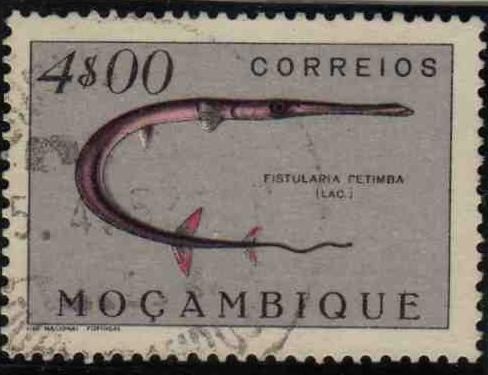 Red Cornetfish (Fistularia petimba)