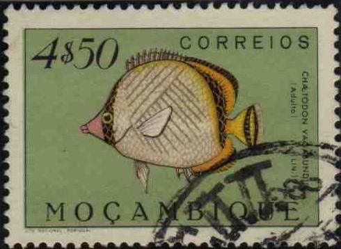 Vagabond Butterflyfish (Chaetodon vagabundus)