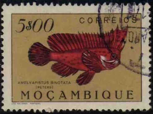 Redskinfish (Ablabys binotatus)