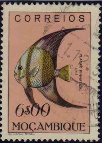 Dusky Batfish (Platax pinnatus)
