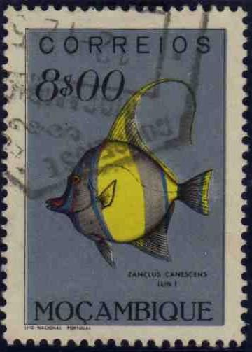Moorish Idol (Zanclus canescens)