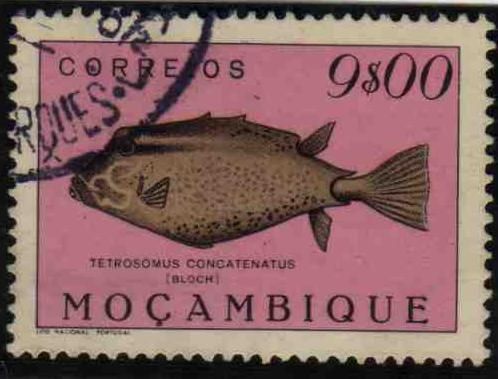 Triangular Boxfish (Tetrasomus concatenatus)