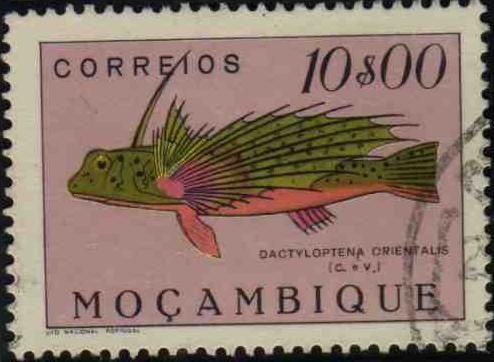 Oriental Flying Gurnard (Dactyloptena orientalis)
