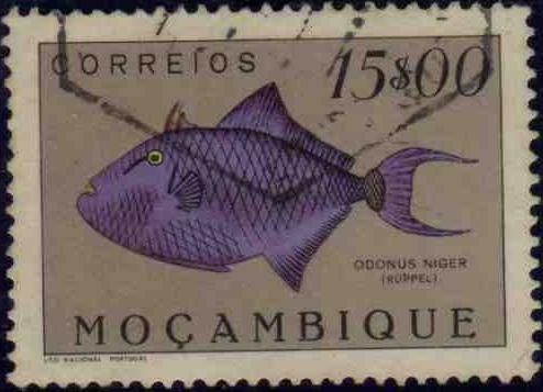 Red-toothed Triggerfish (Odonus niger)