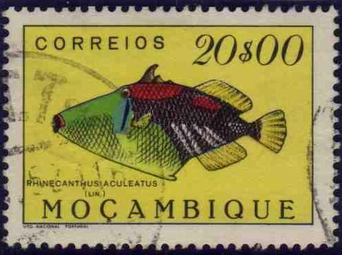 Lagoon Triggerfish (Rhinecantus aculeatus)