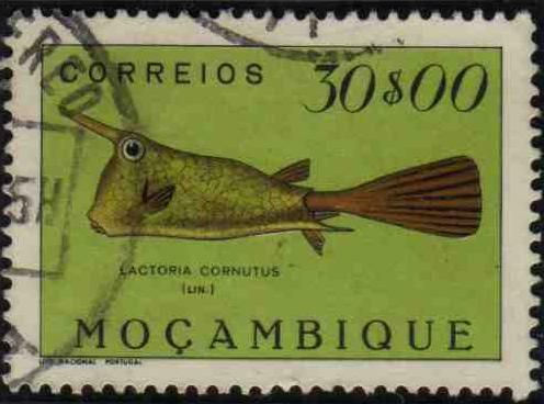 Longhorn Cowfish (Lactoria cornutus)