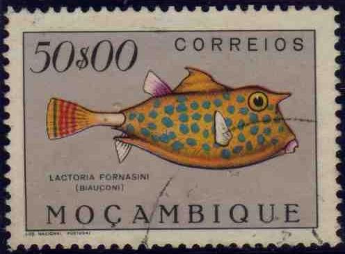 Thornback Cowfish (Lactoria fornasini)