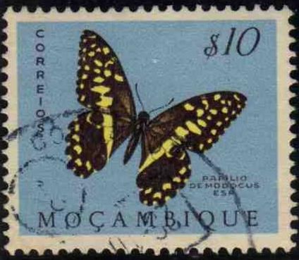 Citrus Swallowtail (Papilio demodocus)