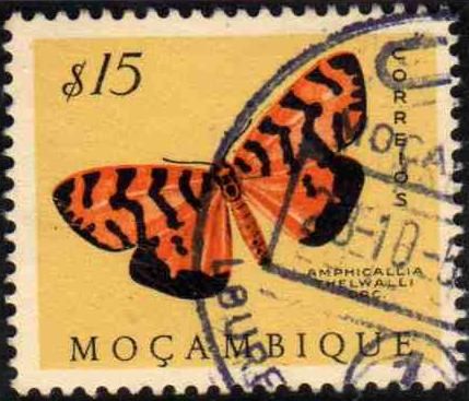 Moth (Amphicallia thelwalli)