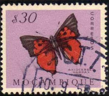 Common Scarlet (Axiocerses harpax)