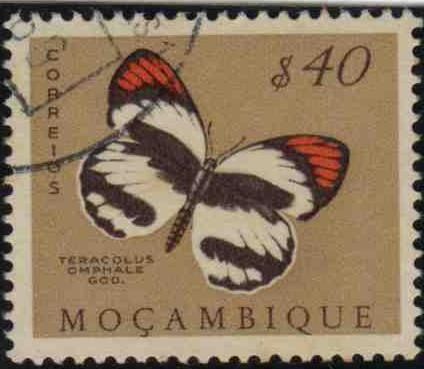 Smoky Orange Tip (Teracolus omphale)