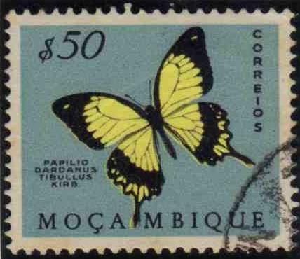 African Swallowtail (Papilio dardanus ssp. tibullus)
