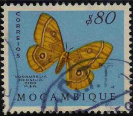 Moth (Nudaurelia hersilio dido)