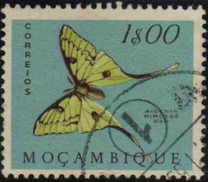 African Moon Moth (Argerna mimosae)