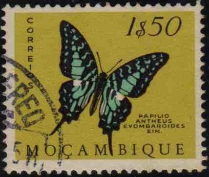 Larger Striped Swordtail (Papilio antheus evombaroides)