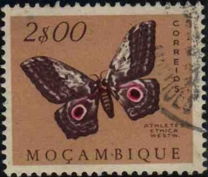 Moth (Athletes ethra)
