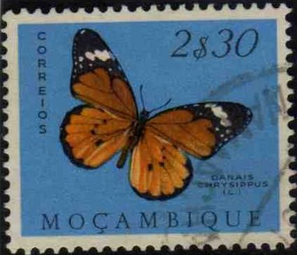 African Monarch (Danaus chrysippus)