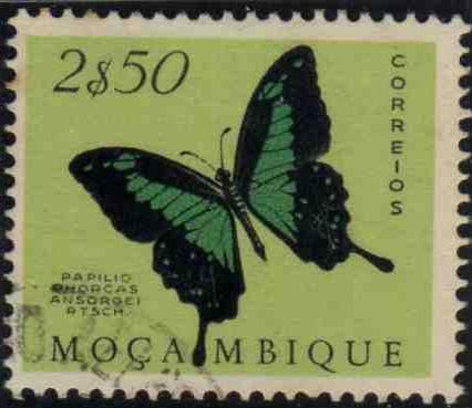 Apple-green Swallowtail (Papilio phorcas ssp. ansorgei)