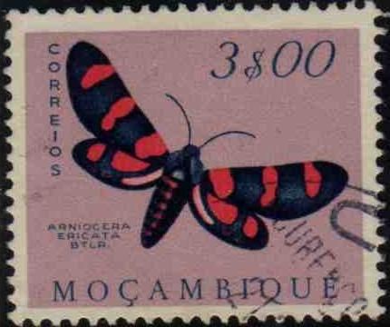 Moth (Arniocera ericata)
