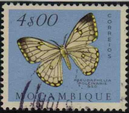 Apollo Moth (Pseudaphelia apollinaris)