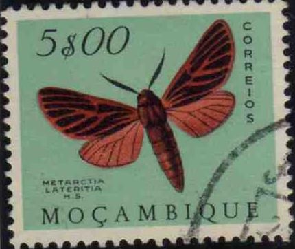 Laterite Matron (Metarctica lateritia)