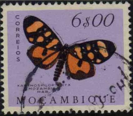 Moth (Xanthospilopteryx mozambica)