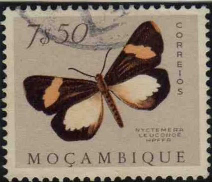 White Bear (Nyctemera leuconoe)