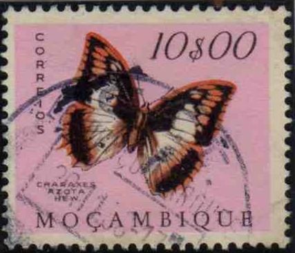 Flame-bordered Emperor (Charaxes azota)