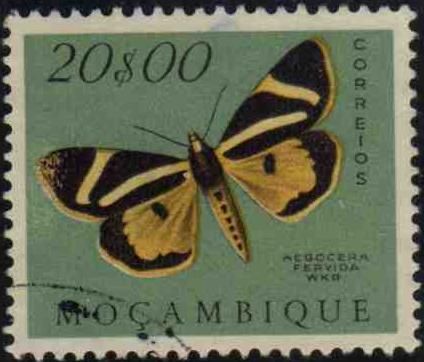 Fervid Tiger (Aegocera fervida)