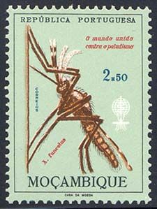 Anopheles Mosquito (Anopheles sp.)
