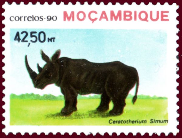 White Rhinoceros (Ceratotherium simum)