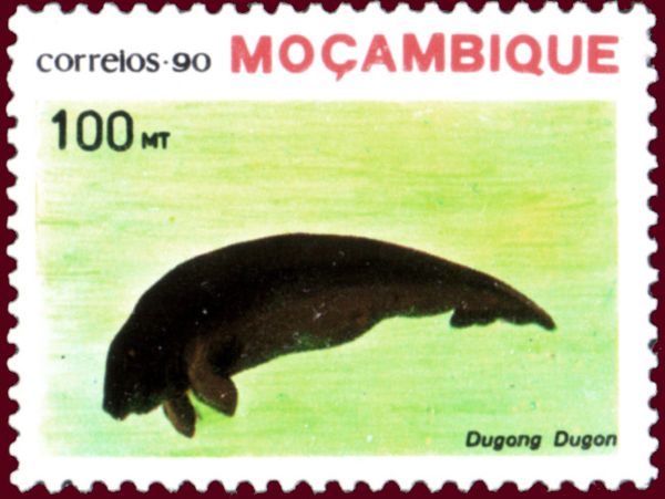 Dugong (Dugong dugon)