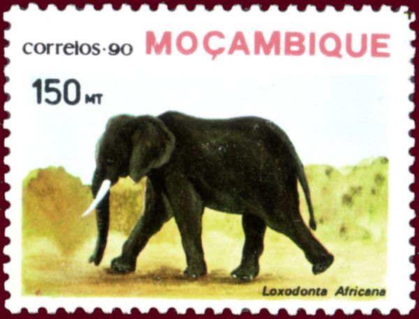 African Elephant (Loxodonta africana)