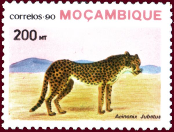 Cheetah (Acinonyx jubatus)