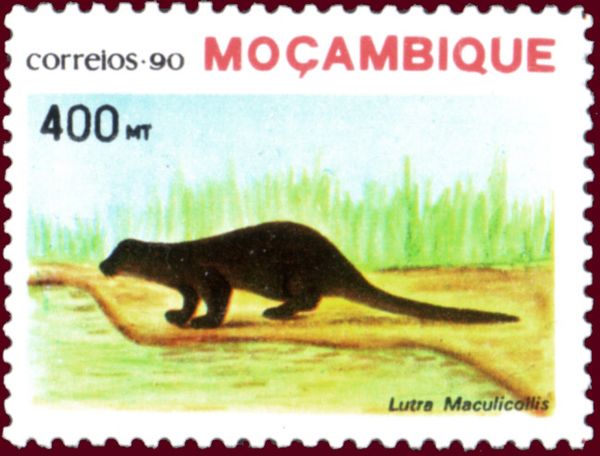 Spot-necked Otter (Lutra maculicollis)