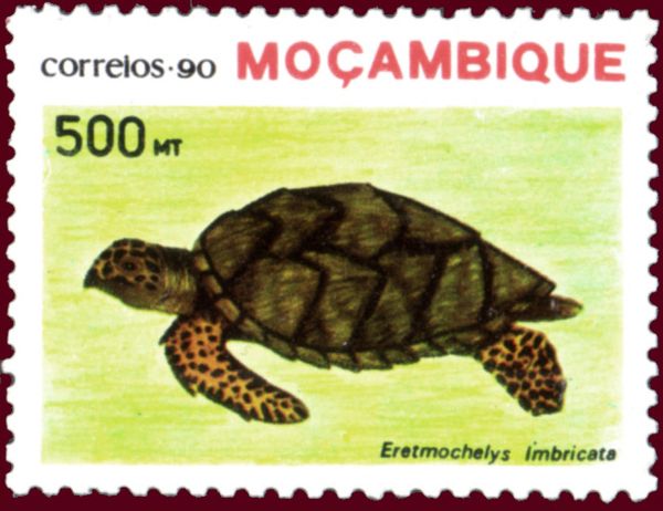Hawksbill Turtle (Eretmochelys imbricata)
