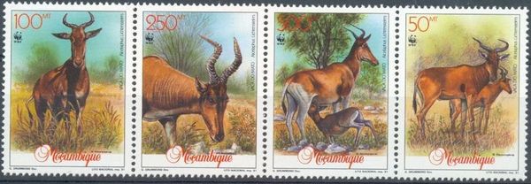 Lichtenstein's Hartebeest (Alcelaphus lichtensteinii)