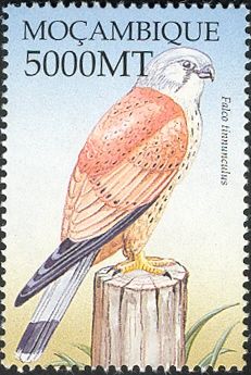 Common Kestrel (Falco tinnunculus)
