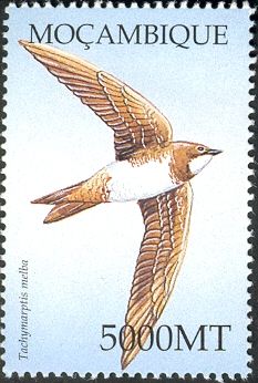 Alpine Swift (Tachymarptis melba)