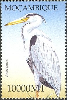 Grey Heron (Ardea cinerea)