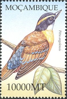 African Pitta (Pitta angolensis)