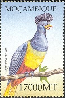 Great Blue Turaco (Corythaeola cristata)