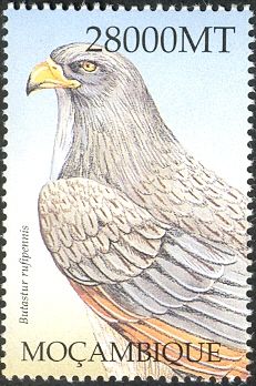 Grasshopper Buzzard (Butastur rufipennis)
