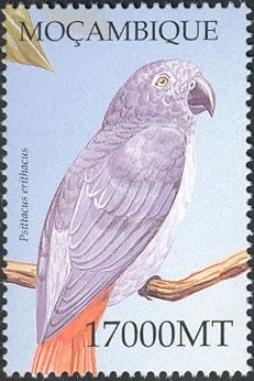 African Grey Parrot (Psittacus erithacus)