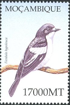 European Pied Flycatcher (Ficedula hypoleuca)