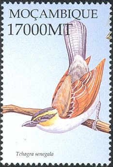 Black-crowned Tchagra (Tchagra senegalus)