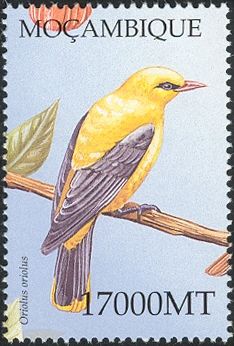 Golden Oriole (Oriolus oriolus)
