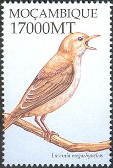 Common Nightingale (Luscinia megarhynchos)