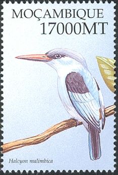 Blue-breasted Kingfisher (Halcyon malimbica)